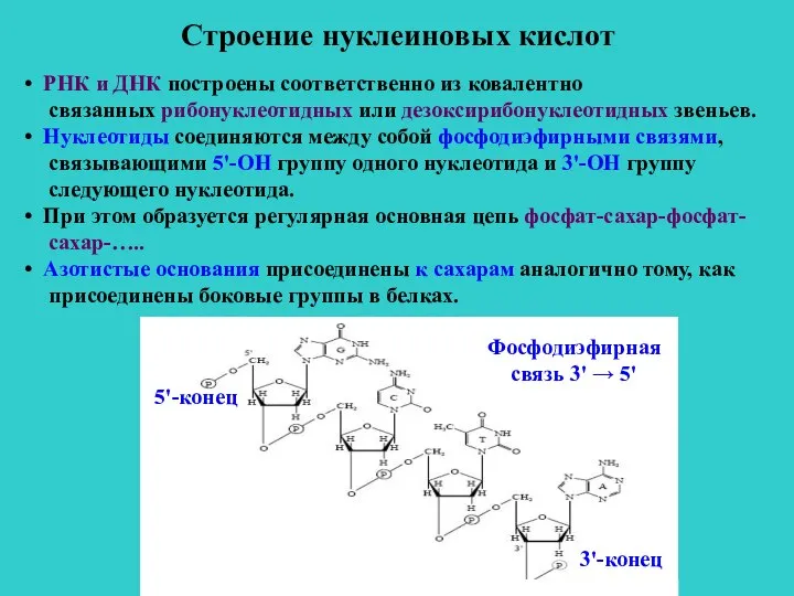 Строение нуклеиновых кислот РНК и ДНК построены соответственно из ковалентно связанных рибонуклеотидных