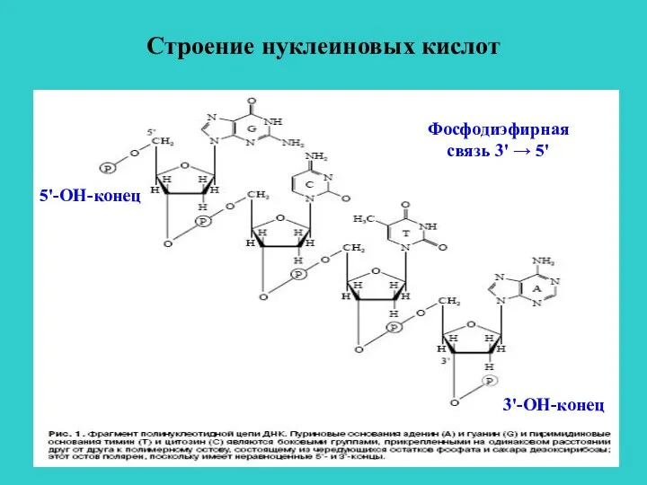 Строение нуклеиновых кислот 5'-ОН-конец 3'-ОН-конец Фосфодиэфирная связь 3' → 5'