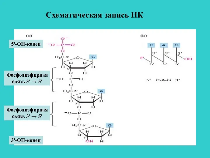 Схематическая запись НК 5'-ОН-конец Фосфодиэфирная связь 3' → 5' Фосфодиэфирная связь 3' → 5' 3'-ОН-конец