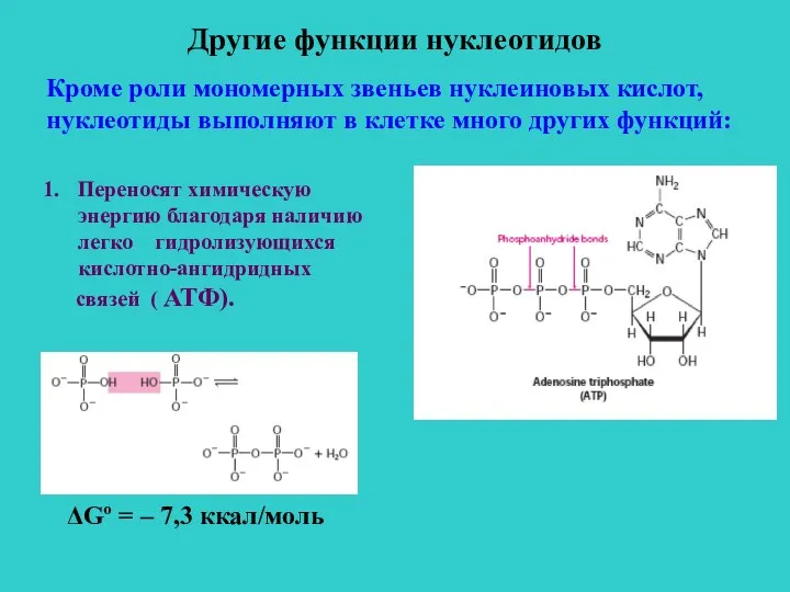 Другие функции нуклеотидов Кроме роли мономерных звеньев нуклеиновых кислот, нуклеотиды выполняют в