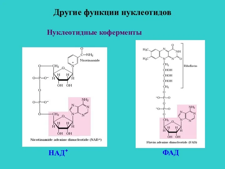 Другие функции нуклеотидов Нуклеотидные коферменты НАД+ ФАД