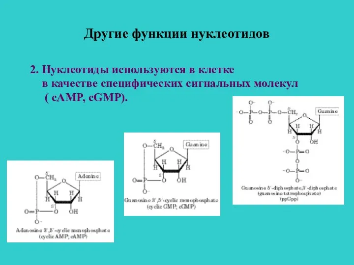 Другие функции нуклеотидов 2. Нуклеотиды используются в клетке в качестве специфических сигнальных молекул ( сAMP, cGMP).