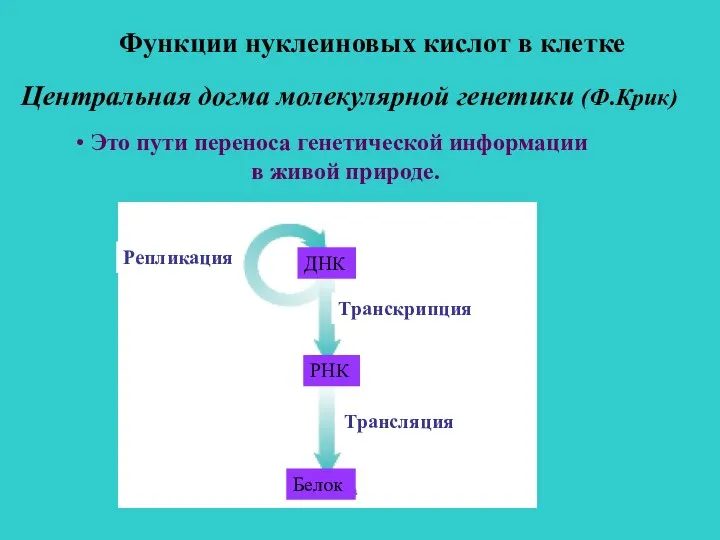 Центральная догма молекулярной генетики (Ф.Крик) Это пути переноса генетической информации в живой