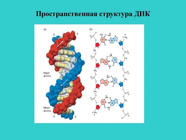 Пространственная структура ДНК