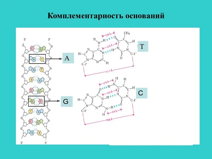 Комплементарность оснований А Т G C