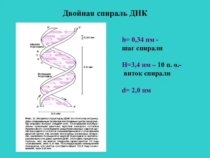 Двойная спираль ДНК h= 0,34 нм - шаг спирали Н=3,4 нм –