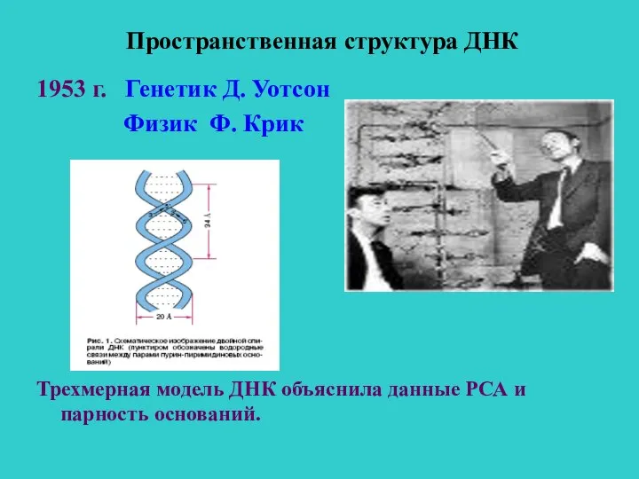 Пространственная структура ДНК 1953 г. Генетик Д. Уотсон Физик Ф. Крик Трехмерная