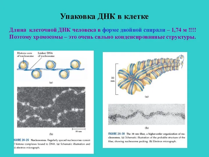 Упаковка ДНК в клетке Длина клеточной ДНК человека в форме двойной спирали