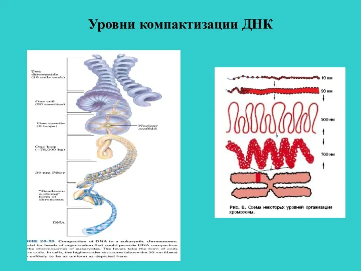 Уровни компактизации ДНК