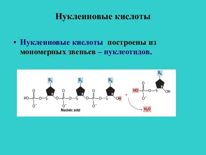 Нуклеиновые кислоты Нуклеиновые кислоты построены из мономерных звеньев – нуклеотидов.