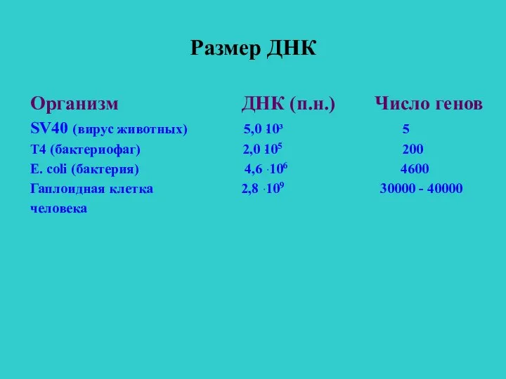 Размер ДНК Организм ДНК (п.н.) Число генов SV40 (вирус животных) 5,0 ּ10³