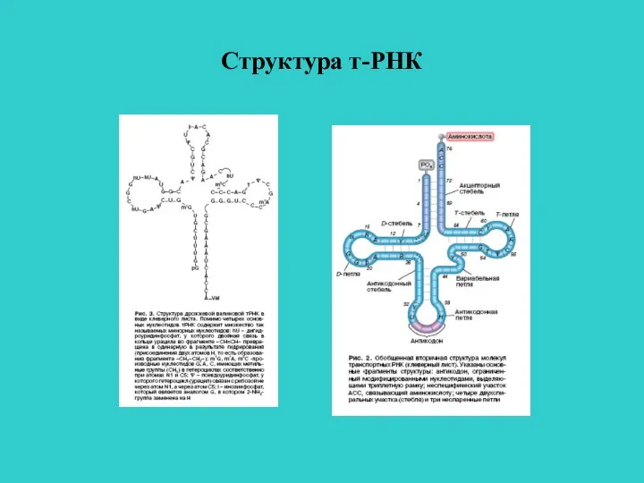 Структура т-РНК