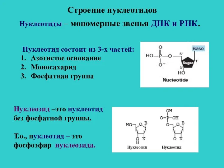 Строение нуклеотидов Нуклеотиды – мономерные звенья ДНК и РНК. Нуклеотид состоит из