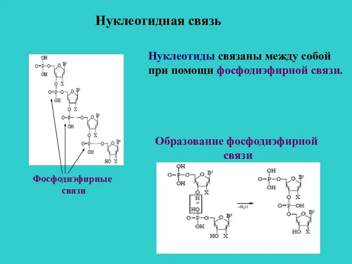Нуклеотидная связь Нуклеотиды связаны между собой при помощи фосфодиэфирной связи. Образование фосфодиэфирной связи Фосфодиэфирные связи