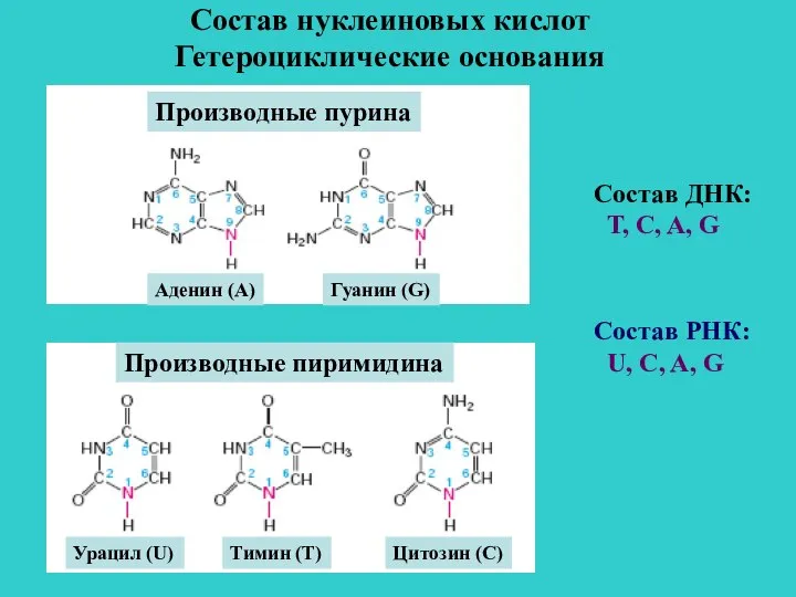 Состав нуклеиновых кислот Гетероциклические основания Производные пурина Аденин (А) Гуанин (G) Урацил