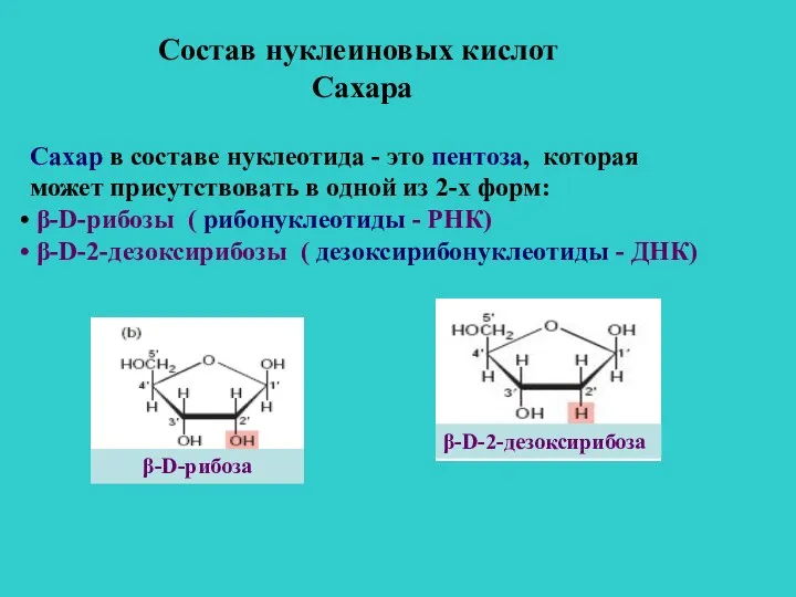 Состав нуклеиновых кислот Сахара Сахар в составе нуклеотида - это пентоза, которая