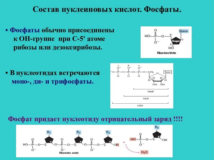 Состав нуклеиновых кислот. Фосфаты. Фосфаты обычно присоединены к ОН-группе при С-5' атоме
