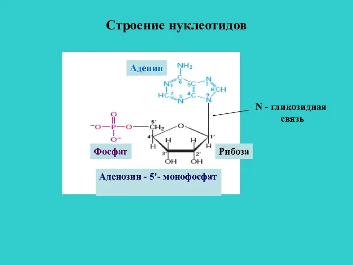 Строение нуклеотидов Аденозин - 5'- монофосфат Рибоза Фосфат Аденин N - гликозидная связь