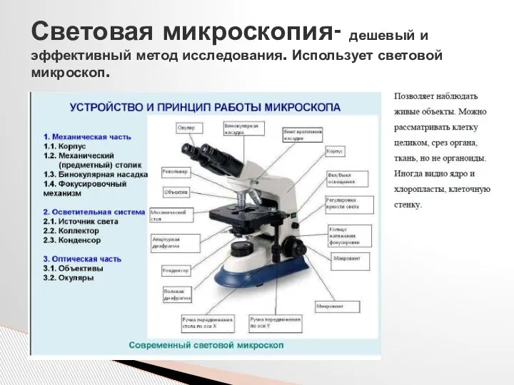 Световая микроскопия- дешевый и эффективный метод исследования. Использует световой микроскоп.