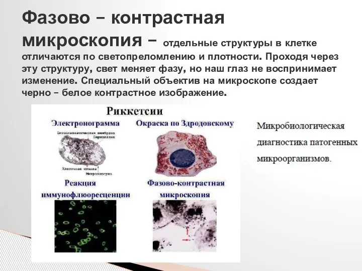 Фазово – контрастная микроскопия – отдельные структуры в клетке отличаются по светопреломлению