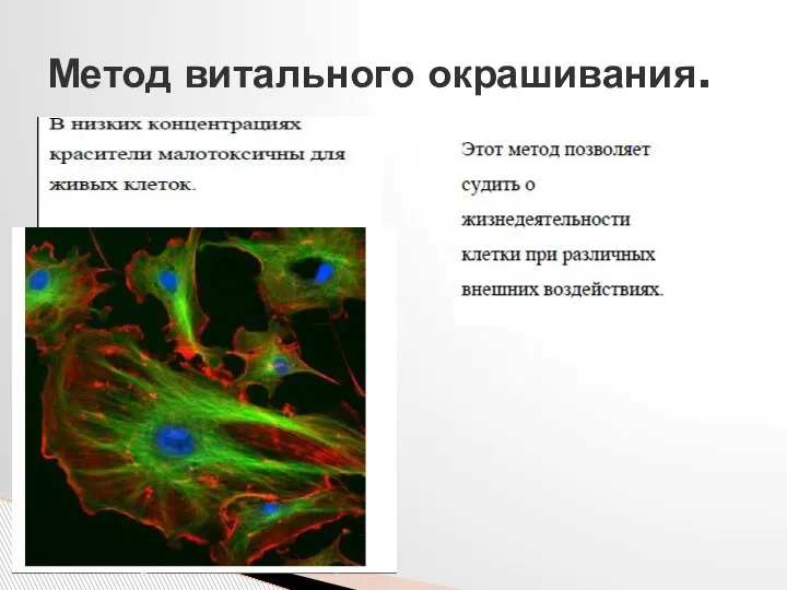 Метод витального окрашивания.