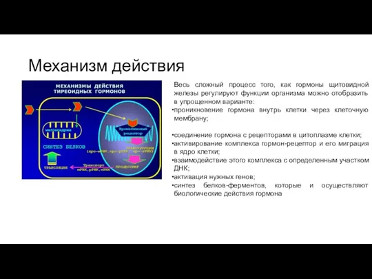 Механизм действия Весь сложный процесс того, как гормоны щитовидной железы регулируют функции