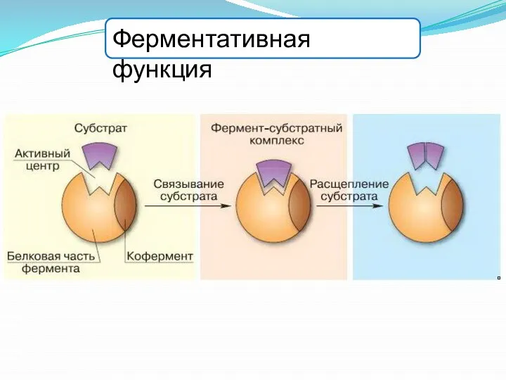 Ферментативная функция