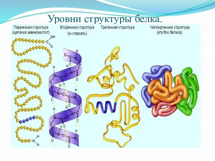 Уровни структуры белка.