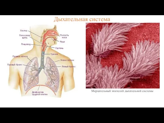 Дыхательная система Мерцательный эпителий дыхательной системы