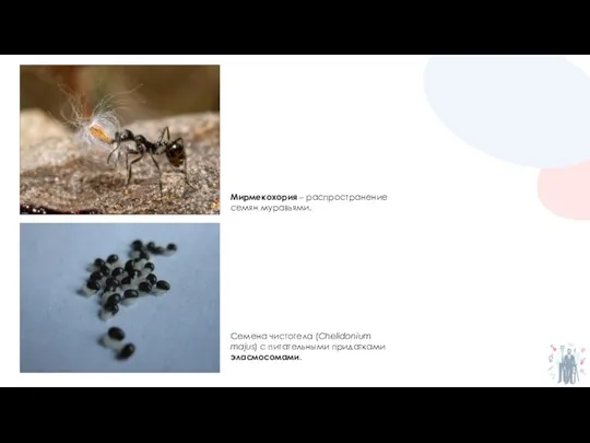 Семена чистотела (Chelidonium majus) с питательными придатками эласмосомами. Мирмекохория – распространение семян муравьями.