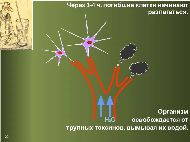 Через 3-4 ч. погибшие клетки начинают разлагаться. Организм Н2О освобождается от трупных