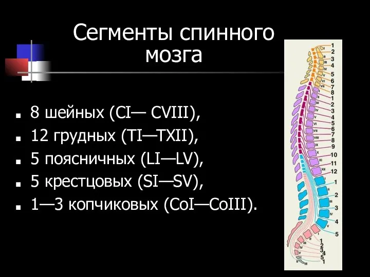 Сегменты спинного мозга 8 шейных (СI— CVIII), 12 грудных (ТI—TXII), 5 поясничных