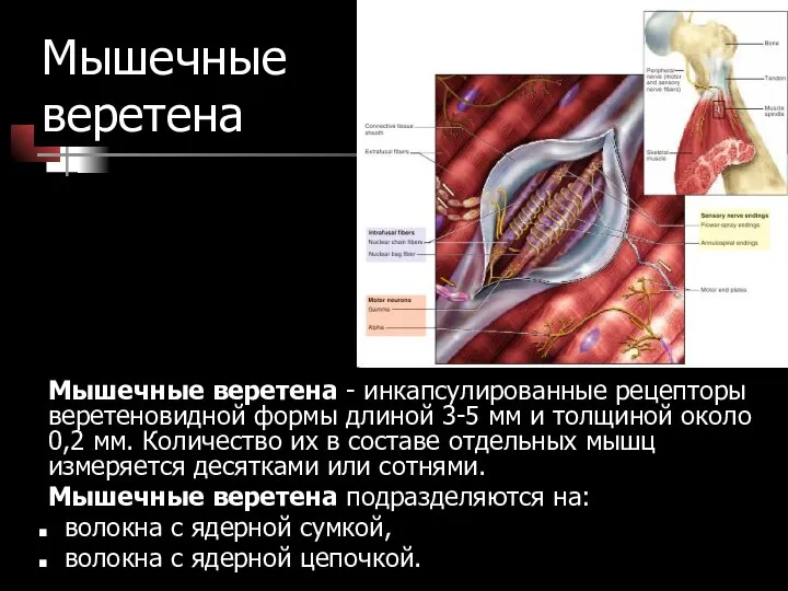 Мышечные веретена Мышечные веретена - инкапсулированные рецепторы веретеновидной формы длиной 3-5 мм