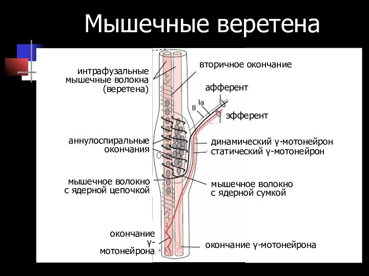 Мышечные веретена