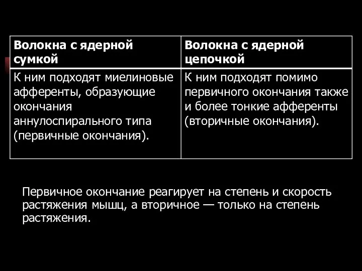 Первичное окончание реагирует на степень и скорость растяжения мышц, а вторичное — только на степень растяжения.