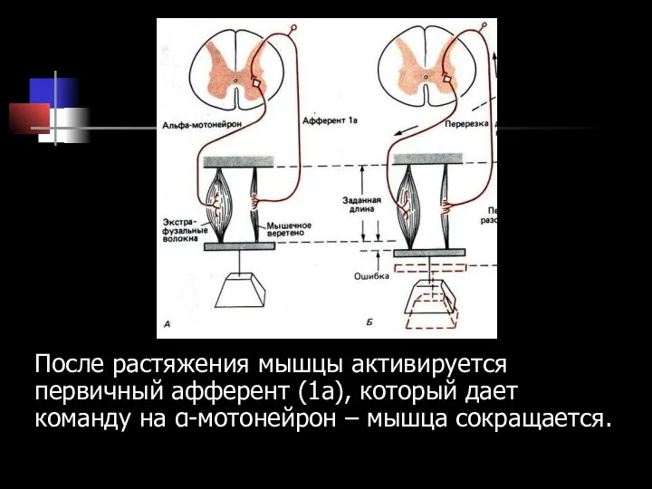 После растяжения мышцы активируется первичный афферент (1а), который дает команду на α-мотонейрон – мышца сокращается.