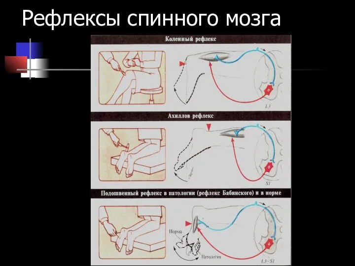 Рефлексы спинного мозга