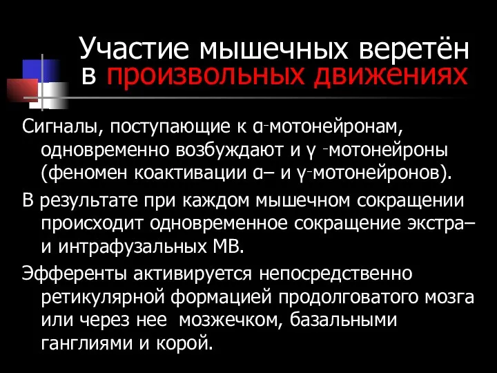 Участие мышечных веретён в произвольных движениях Сигналы, поступающие к α‑мотонейронам, одновременно возбуждают