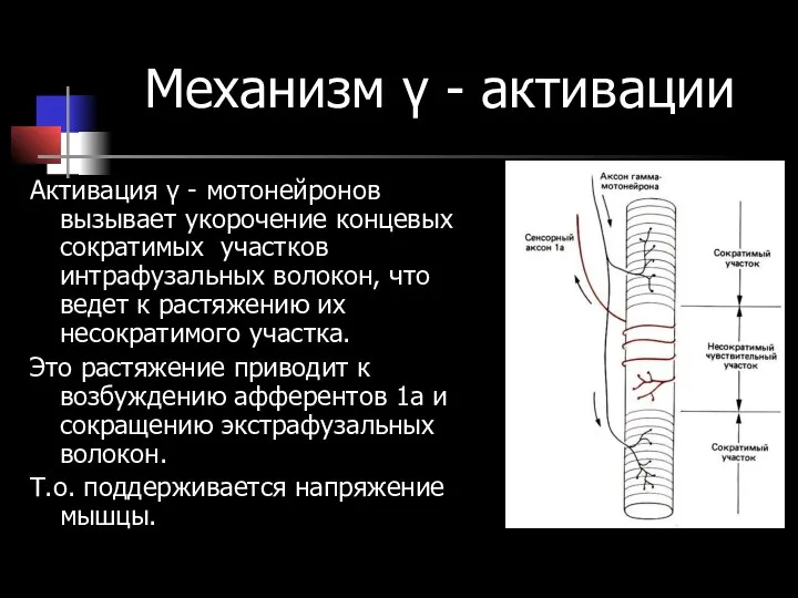 Механизм γ - активации Активация γ - мотонейронов вызывает укорочение концевых сократимых