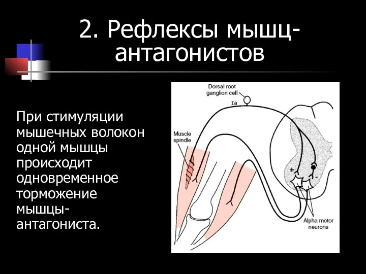 2. Рефлексы мышц-антагонистов При стимуляции мышечных волокон одной мышцы происходит одновременное торможение мышцы-антагониста.