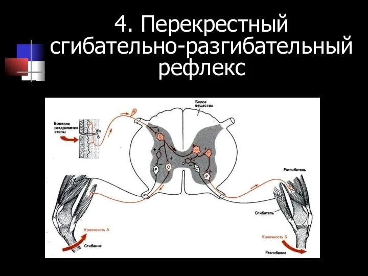 4. Перекрестный сгибательно-разгибательный рефлекс