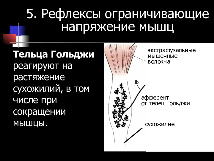 Тельца Гольджи реагируют на растяжение сухожилий, в том числе при сокращении мышцы.