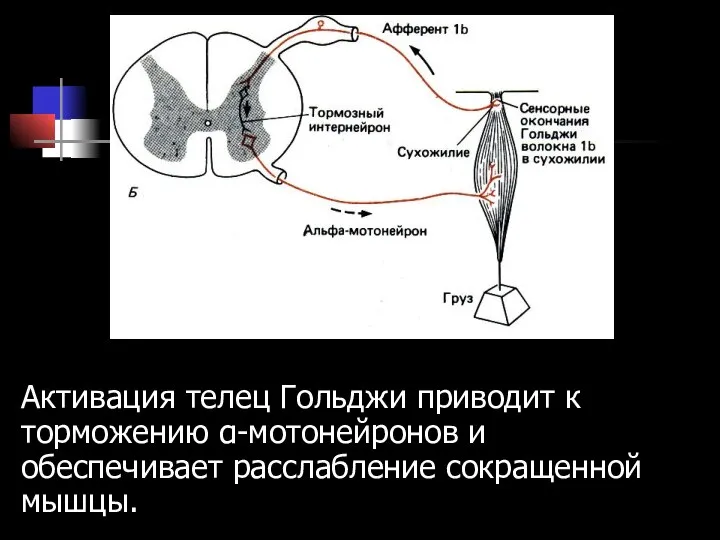 Активация телец Гольджи приводит к торможению α-мотонейронов и обеспечивает расслабление сокращенной мышцы.