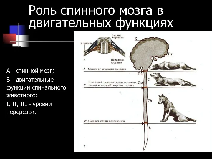 Роль спинного мозга в двигательных функциях А - спинной мозг; Б -