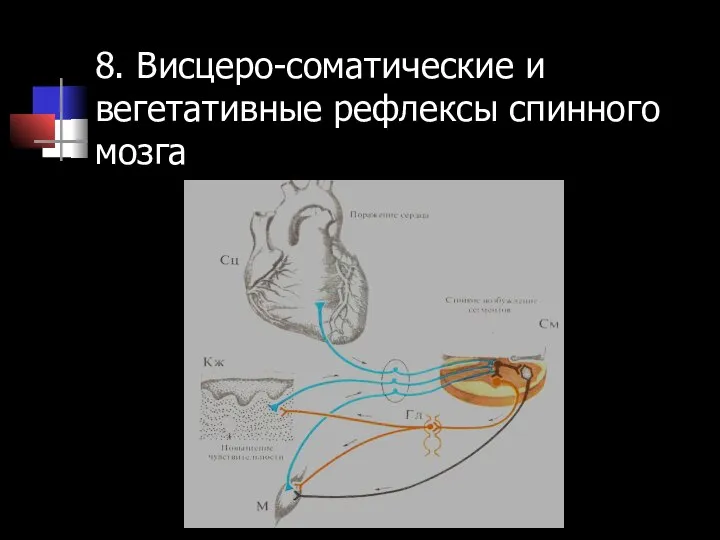 8. Висцеро-соматические и вегетативные рефлексы спинного мозга