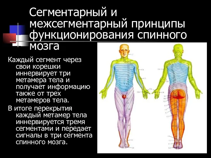 Сегментарный и межсегментарный принципы функционирования спинного мозга Каждый сегмент через свои корешки