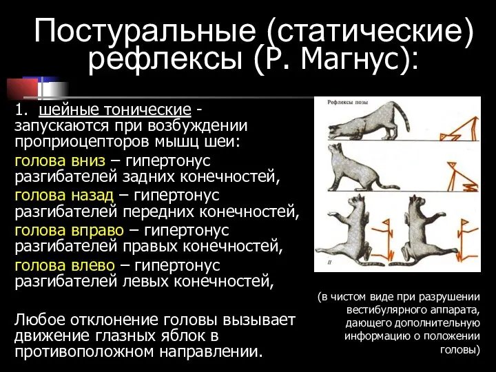 Постуральные (статические) рефлексы (Р. Магнус): 1. шейные тонические - запускаются при возбуждении