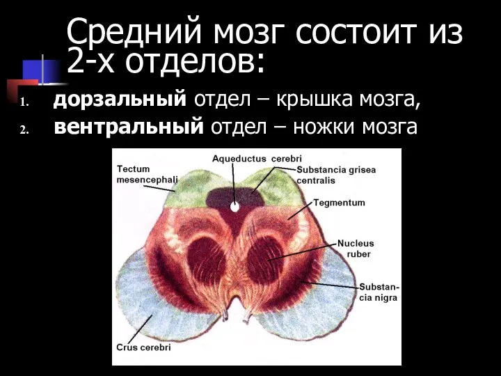 Средний мозг состоит из 2-х отделов: дорзальный отдел – крышка мозга, вентральный отдел – ножки мозга