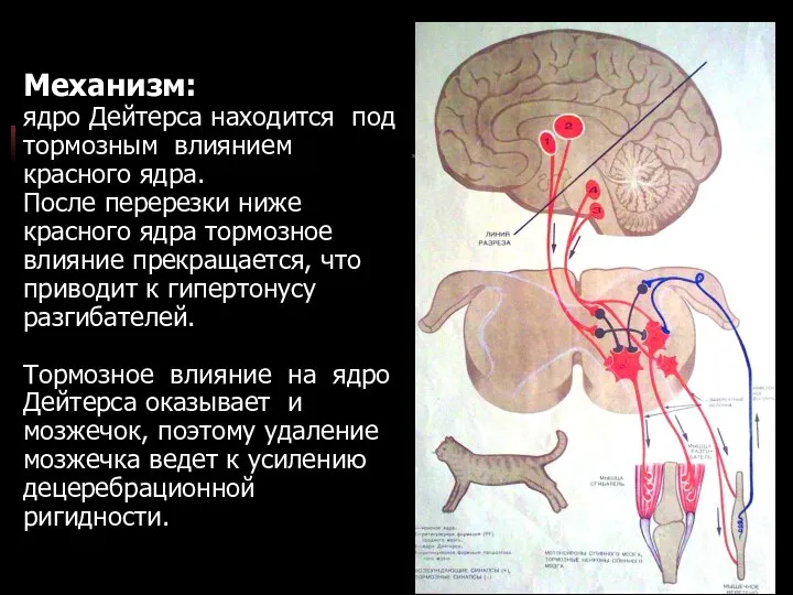 Механизм: ядро Дейтерса находится под тормозным влиянием красного ядра. После перерезки ниже