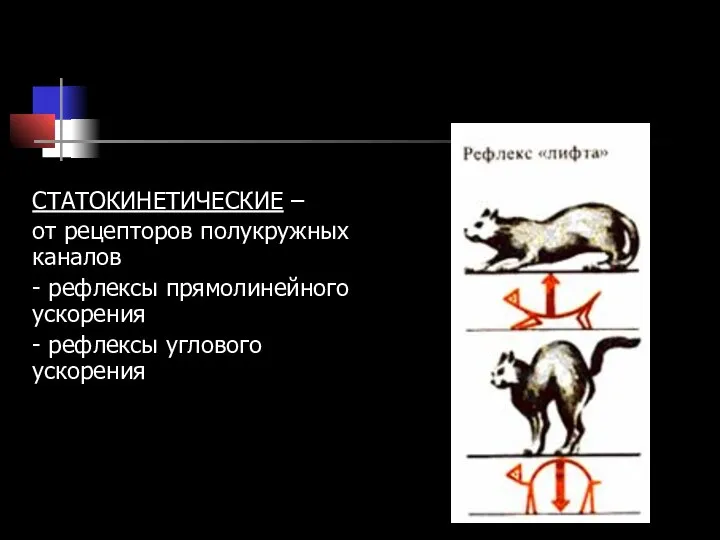 СТАТОКИНЕТИЧЕСКИЕ – от рецепторов полукружных каналов - рефлексы прямолинейного ускорения - рефлексы углового ускорения